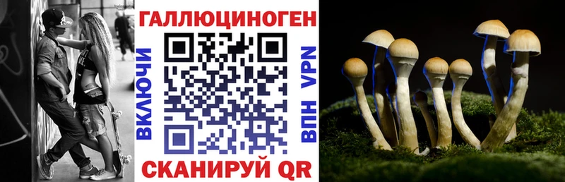 Купить  Сковородино  Галлюциногенные грибы MAGIC MUSHROOMS 